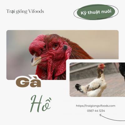 Kỹ thuật nuôi gà Hồ thương phẩm