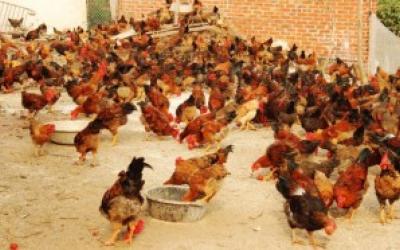 KỸ THUẬT NUÔI GÀ MÍA SƠN TÂY