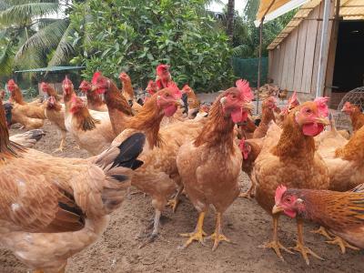 KỸ THUẬT NUÔI GÀ TA NHANH LỚN