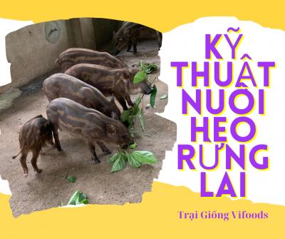 Kỹ thuật nuôi heo rừng lai hiệu quả