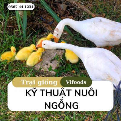 Kỹ thuật nuôi ngỗng đơn giản