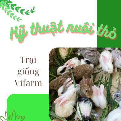 Kỹ thuật nuôi thỏ thương phẩm