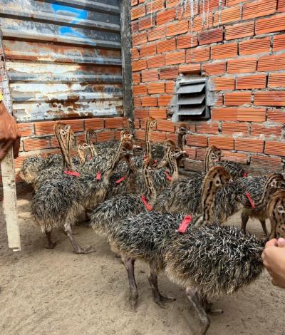KỸ THUẬT NUÔI VÀ PHÒNG BỆNH CHO ĐÀ ĐIỂU