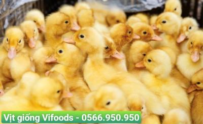 Kỹ thuật nuôi vịt giống
