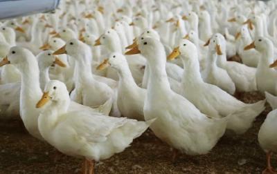 Kỹ thuật nuôi vịt siêu nạc Grimaud