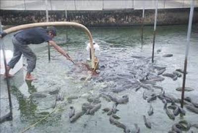 Kỹ Thuật Sản Xuất Giống Cá Rô Phi Đơn Tính