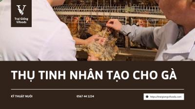 Kỹ thuật thụ tinh nhân tạo cho gà