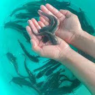 Kỹ thuật ương nuôi giống cá trê lai từ cá bột lên cá giống trong ao đất