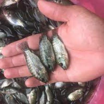 Lãi khủng từ nuôi cá rô phi