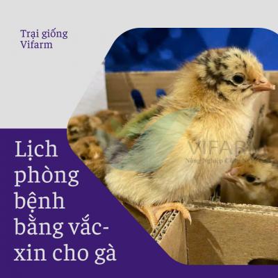 Lịch phòng bệnh cho gà bằng vắc xin