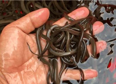 Lươn Giống Size 1000 con/kg