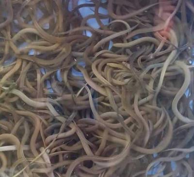 Lươn Giống Size 2000 con/kg