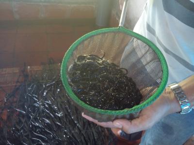 Lươn Giống Size 500 con/kg