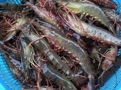 MÔ HÌNH NUÔI TÔM SÚ THƯƠNG PHẢM ĐẠT HIỆU QUẢ CAO