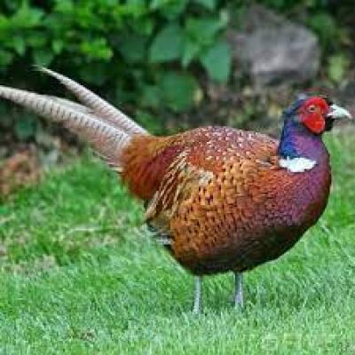 Một con chim trĩ có giá bao nhiêu? Kỹ thuật nuôi chim trĩ.