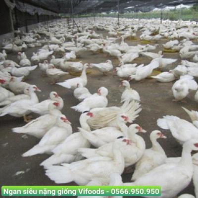 Ngan siêu nặng giống