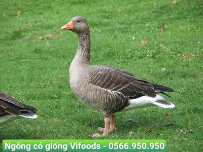 Ngỗng cỏ giống