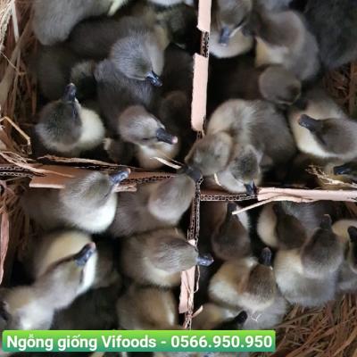 Ngỗng giống Vifoods