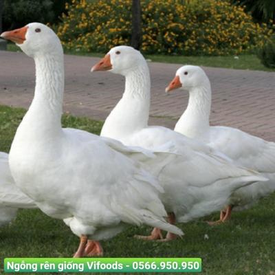 Ngỗng rên giống