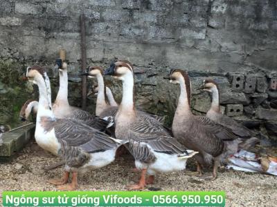 Ngỗng sư tử giống