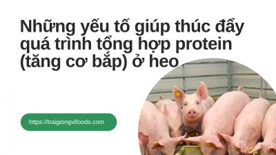Những yếu tố giúp thúc đẩy quá trình tổng hợp protein (tăng cơ bắp) ở heo