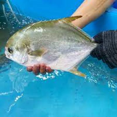 Nơi cung cấp bán giống cá chim trắng