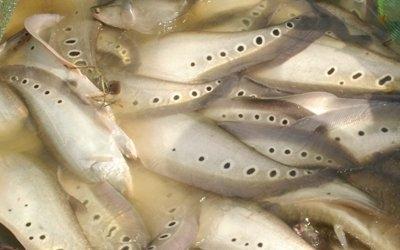 NÔNG DÂN HẬU GIANG TRỞ THÀNH TỶ PHÚ NHỜ NUÔI CÁ THÁT LÁT