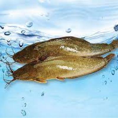  NUÔI CÁ TRÊ VÀNG LÃI GẦN 15.000 ĐỒNG/KG NHƯ THẾ NÀO?