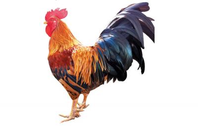 Nuôi gà chín cựa (gà truyền thuyết), anh nông dân ăn Tết to 300 triệu