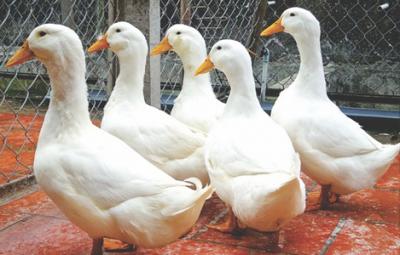 Nuôi vịt siêu nạc Grimaud trên cạn mang lại hiệu quả cao
