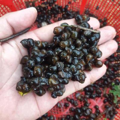 Ốc Bưu Đen Giống 1Kg  20.000 Con