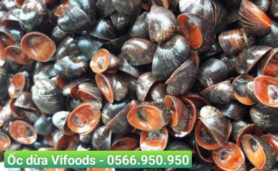 Ốc dừa sỉ giao tận nơi cho nhà hàng quán ăn