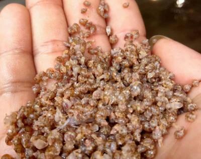 Ốc Hương Giống Ninh Thuận