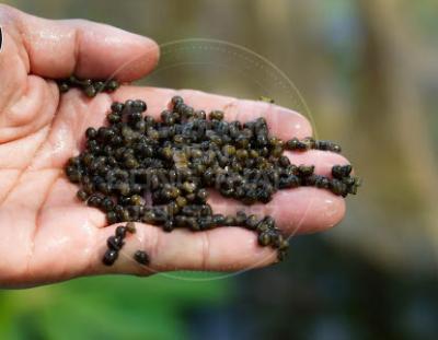 Ốc Lác Giống 100g 2.000 Con