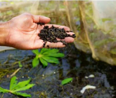 Ốc Lác Giống 100g 3.000 Con