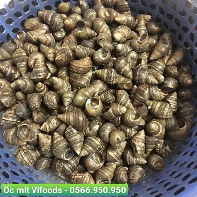 Ốc mít sỉ giao tận nơi cho nhà hàng quán ăn