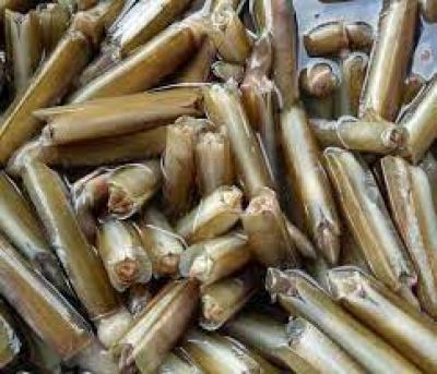 Ốc móng tay mua ở đâu?