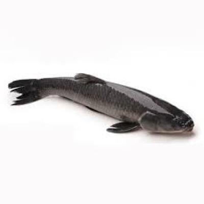 PHÂN PHỐI CÁ TRẮM CỎ GIỐNG GIÁ RẺ 