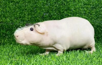 Phân phối Hà Mã mini - Skinny - Bọ Ú không lông - chuột lang  cao cấp toàn quốc