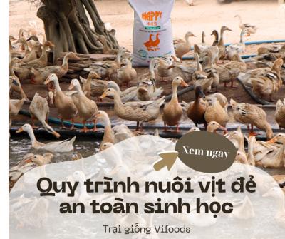Quy trình nuôi vịt đẻ an toàn sinh học