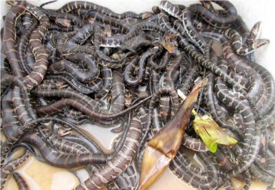 Rắn Ri Voi Giống Tốt 100% (Rắn Con )