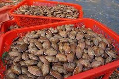 Sò lụa giá tốt nhất tại TP HCM