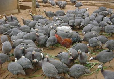 Tài liệu hướng kỹ thuật chăn nuôi gà Sao