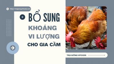 Tăng Sức Khỏe và Năng Suất Gia Cầm Bằng Bổ Sung Khoáng Vi Lượng