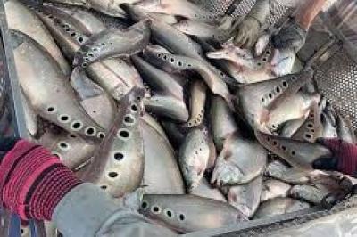 Thu lợi nhuận cao từ việc nuôi cá thác lác cườm giống