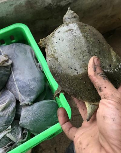 Thức ăn cho ba ba con là gì? Hướng dẫn cách cho ba ba ăn