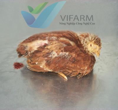 Tìm hiểu tất cả nguyên nhân dẫn đến bệnh bại liệt ở gà