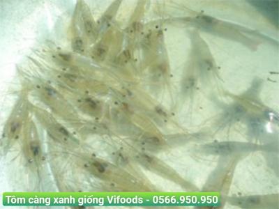 Tôm càng xanh giống