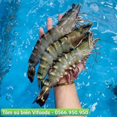 Tôm sú biển Vifoods