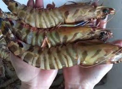 Tôm sú biển
